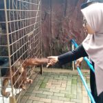 Interaksi dengan orang utan di Serulingmas zoo